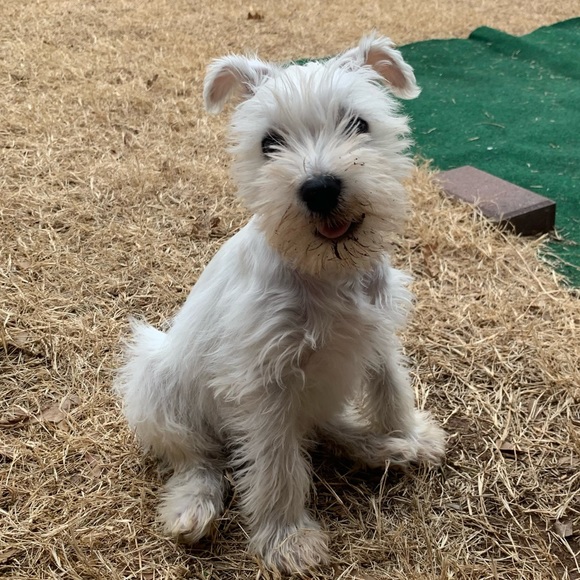 Meet your Posher, Jewels - Picture 3 of 4